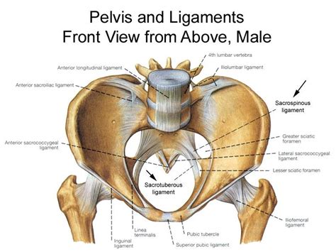 Pelvis Pelvic Anatomy Pelvis Anatomy Anatomy Bones