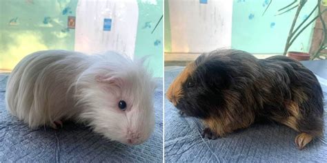 31 Guinea Pigs Up For Adoption Aspiring Owners Can Write In And Schedule