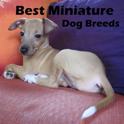 5 Best Small Miniature Dog Breeds Pethelpful