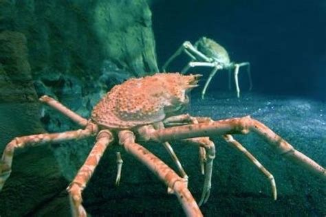 Alaskan King Crab Red King Crab Alaskan King Crab Giant Animals Crab