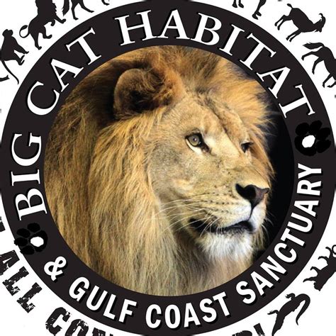 The big cat sanctuary is home to the best big cat experiences in the uk. Big Cat Habitat & Gulf Coast Sanctuary - Other - Sarasota ...