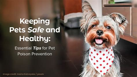 Keeping Pets Safe And Healthy Essential Tips For Pet Poison Prevention