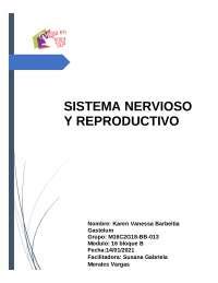 Actividad Integradora Sistema Nervioso Y Reproductivo Docsity