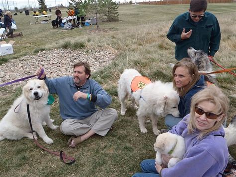 Colorado Great Pyrenees Rescue Community It Started With The Love Of A