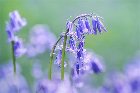 Bluebell Facts Identification And How To Grow Bbc Countryfile