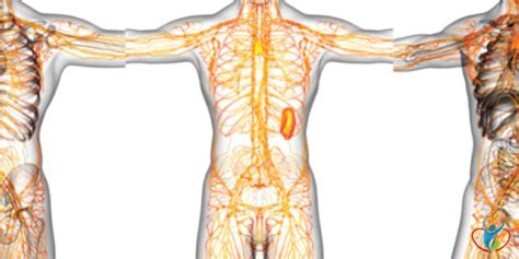 What Are Lymphatic Drainage Pathways