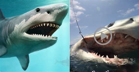 Surprising And Fascinating Facts About Sharks News Breaking