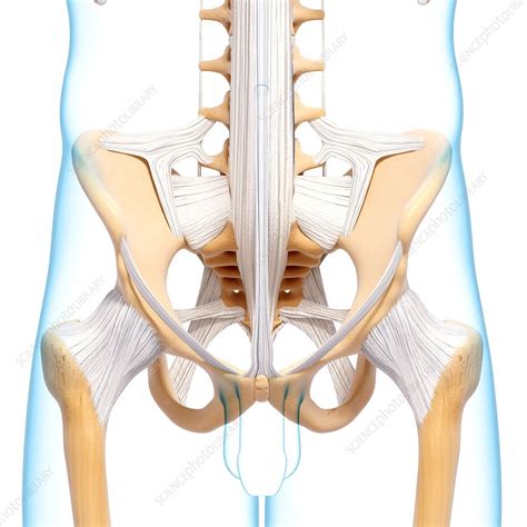 May 31, 2021 · the pelvic spine is the posterior portion of the pelvis below the lumbar spine, composed of the sacrum and coccyx. Human pelvic bones, artwork - Stock Image - F007/2659 ...