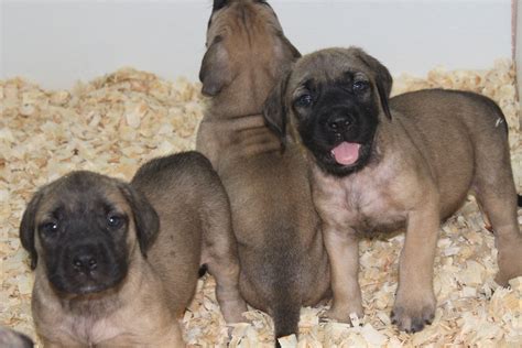 English Mastiff Puppies Here Is A English Mastiff Puppy For Sale At