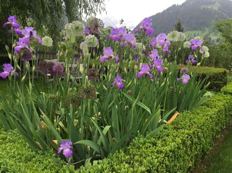 How To Do Companion Planting With English Bearded Irises A Guide