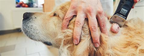 What Causes Lipoma Lumps In Dogs
