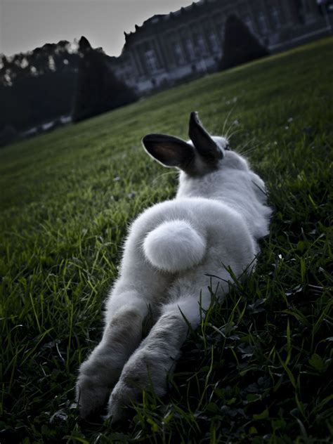 A Cute Bunny Laying Down Like A Human Cute Baby Animals Baby