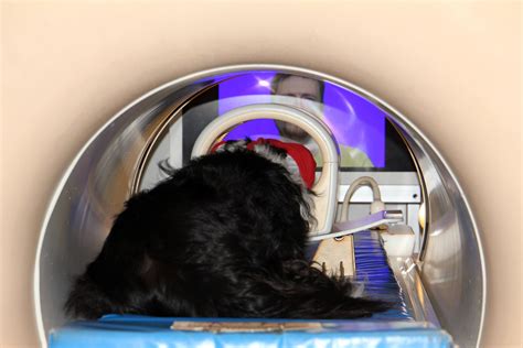 Fmri Experiment Reveals Striking Differences In How Dog And Human