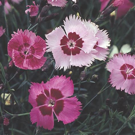Alpine Pink Dianthus Alpinus My Garden Life