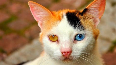 Different Colored Eyes Cat Pretty Cats Cute Animals Animals