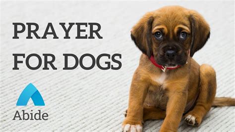 Prayer For My Sick Pet Pet Spares