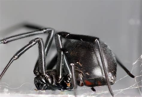 Black Widow Spiders The Hermits Of Door County Wisconsin