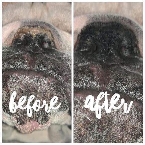 Is Your Dogs Nose Dry Cracked Crusty Then You Need Our Best Selling