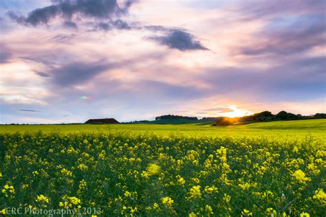 3840x2160 Resolution Yellow Rapeseed Flower Field At Sunset Hd