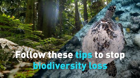 What Are Some Steps We Can All Take To Stop Biodiversity Loss Youtube