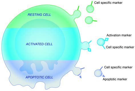 Ijms Free Full Text Epithelial Cell Derived Extracellular Vesicles