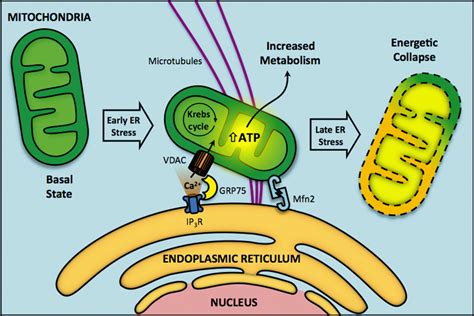 Mitochondria Associated Er Membranes