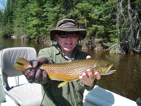 Dry Fly Fishing Dos Tips For Dry Fly Fishing