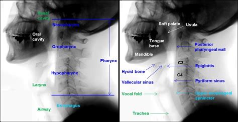 The Anatomy Associated With The Swallowing Process Blue