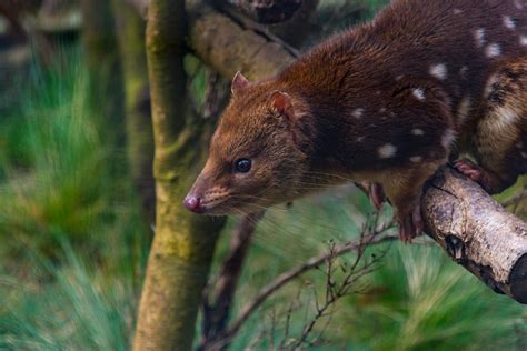When a spotted-tailed quoll wanders into your house - Australian Geographic