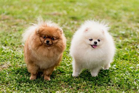 Pomeranian Temperament | Me & My Pets