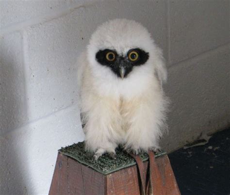 Ahh Owlfluffy Kittylamb Baby Owls Owlet Owl