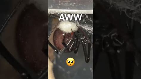 How Do Spiders Lay Eggs Black Widow 😱 Youtube