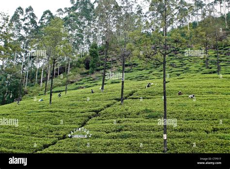 Tamil Women Plucking Tea Leaves Nuwara Eliya Hill Country Sri Lanka