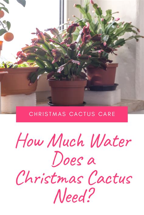 Otherwise, you risk damaging the health of your cactus. How Much Water Does a Christmas Cactus Need? in 2020 ...