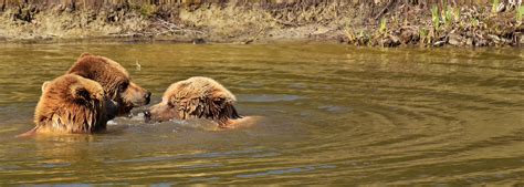 Free Images Water Forest Play Meeting Fur Mud Mammal Predator