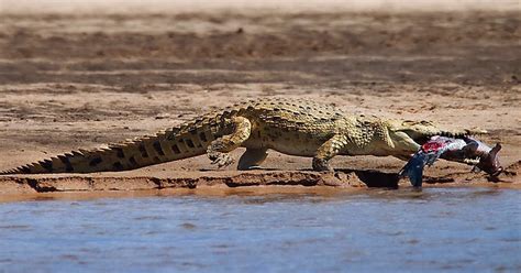 Nile Crocodile Eating Fish