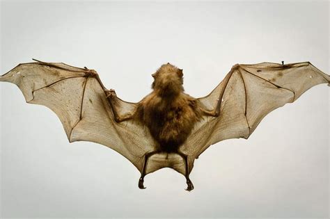 How Do Vampire Bats Use Their Noses To Detect Prey Amomentofscience