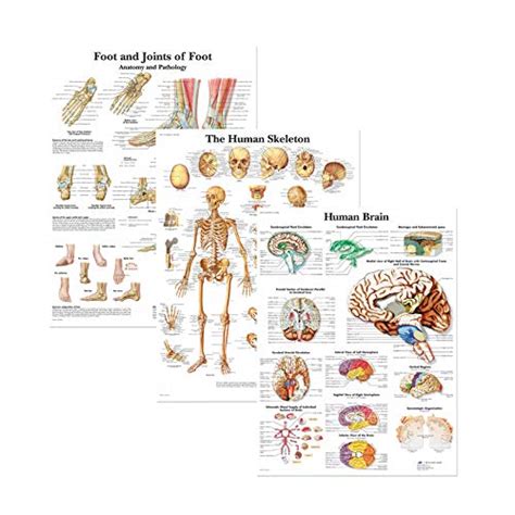 Wall Poster Muscular System3 Muscular And Skeletal System Anatomical