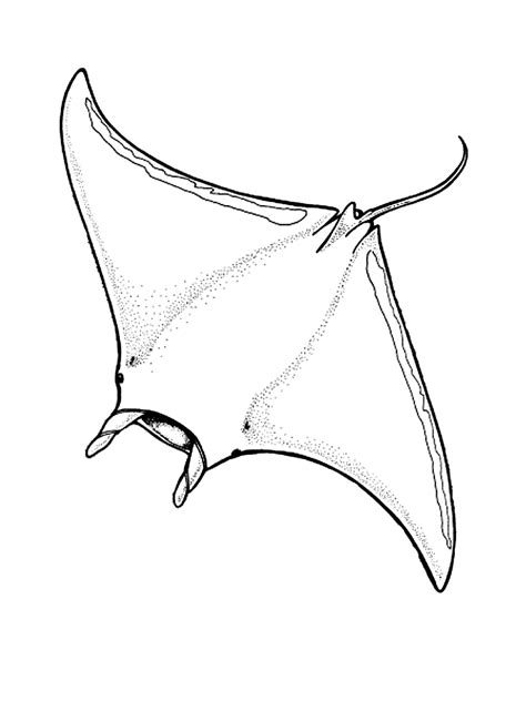 Stingray Coloring Page - Coloring Home