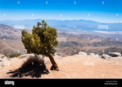 Desert Tree Hi Res Stock Photography And Images Alamy