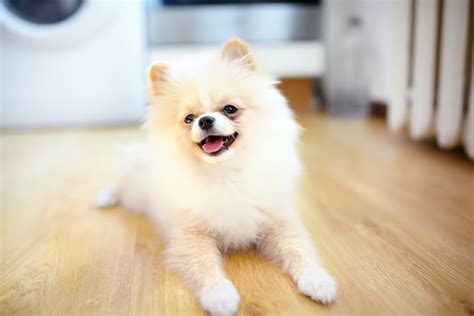 15 Small White Dog Breeds — Fluffy White Dogs Parade Pets
