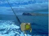 Game Fishing Maui Images