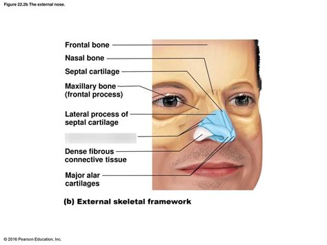 The External Nose Diagram Quizlet