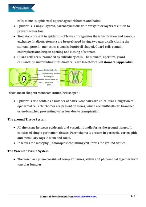 Anatomy Of Flowering Plants Cbse Notes For Class 11 Biology Cbse Vrogue