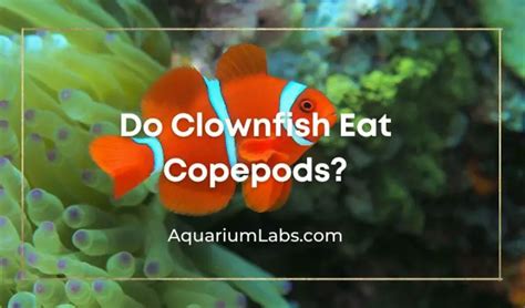 Do Clownfish Eat Copepods Aquarium Labs