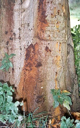 Phytophthora Picture Gallery Horse Chestnut Dr Rer Silv Thomas