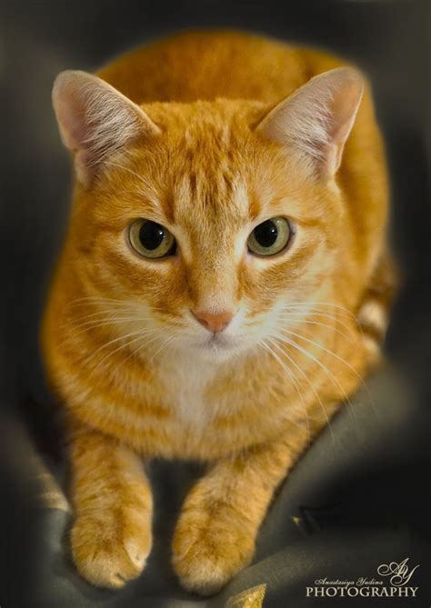 The Red Cat Pretty Red Cat With Green Eyes Orange Tabby Cats Tabby Cat Pictures Tabby Cat
