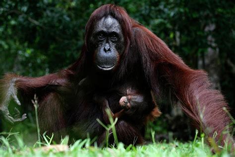 Orangutans Pongo Borneo National Park Photograph By David Santiago