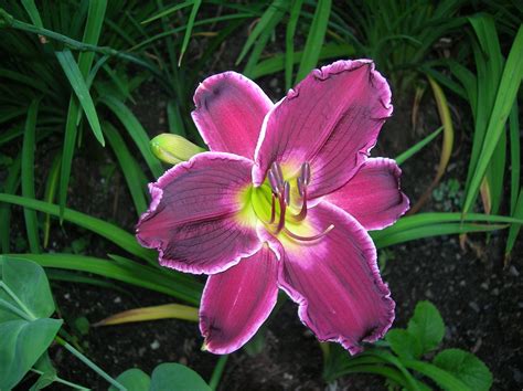 Information and translations of day lily in the most comprehensive dictionary definitions resource on the web. Day lily | Day lilies, Bloom