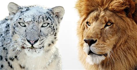 Os X Lion Contra Snow Leopard ¿qué Felino Es El Más Rápido